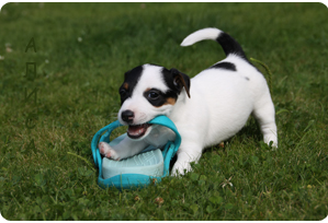 jack russel terrier