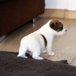 IMG 0412