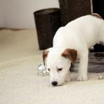IMG 0928