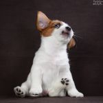 DSC 5786