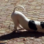 IMG 0904 (1)