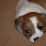 IMG 0425