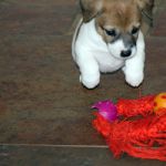 IMG 0461