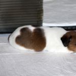 IMG 0350