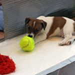 IMG 0661