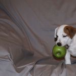IMG 1678