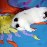 IMG 0886