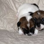 IMG 4711