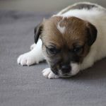 IMG 4822