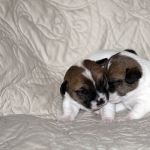 IMG 4714