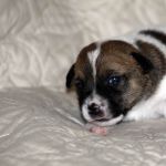 IMG 4731