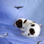 IMG 4509