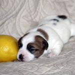 IMG 4683