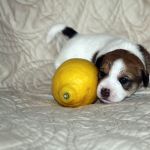 IMG 4740