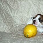 IMG 4742