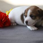 IMG 4781