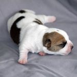 IMG 4590