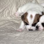 IMG 4659