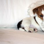 IMG 6899