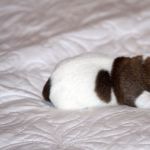 IMG 6361