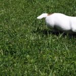 IMG 8927