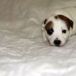 IMG 8858
