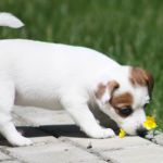 IMG 9099