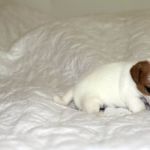 IMG 8845